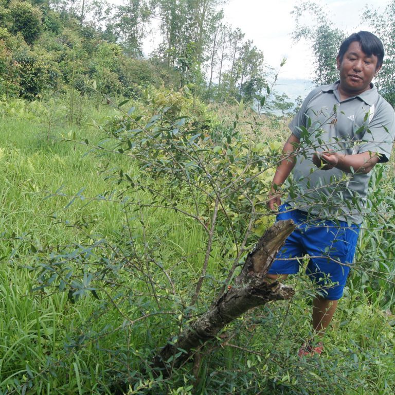 ताप्लेजुङमा पहिलो पटक जैतुन खेती