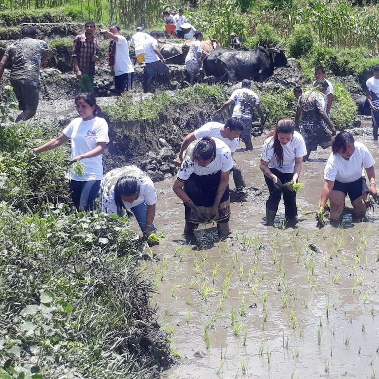 आज धान दिवसः ताप्लेजुङमा १४ प्रतिशत रोपाइँ