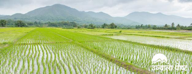 ताप्लेजुङमा ९५ प्रतिशत रोपाइँ सकियो