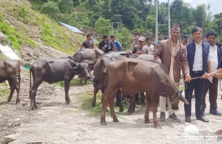 पापुङका किसानलाई उन्नत जातको भैंसी वितरण