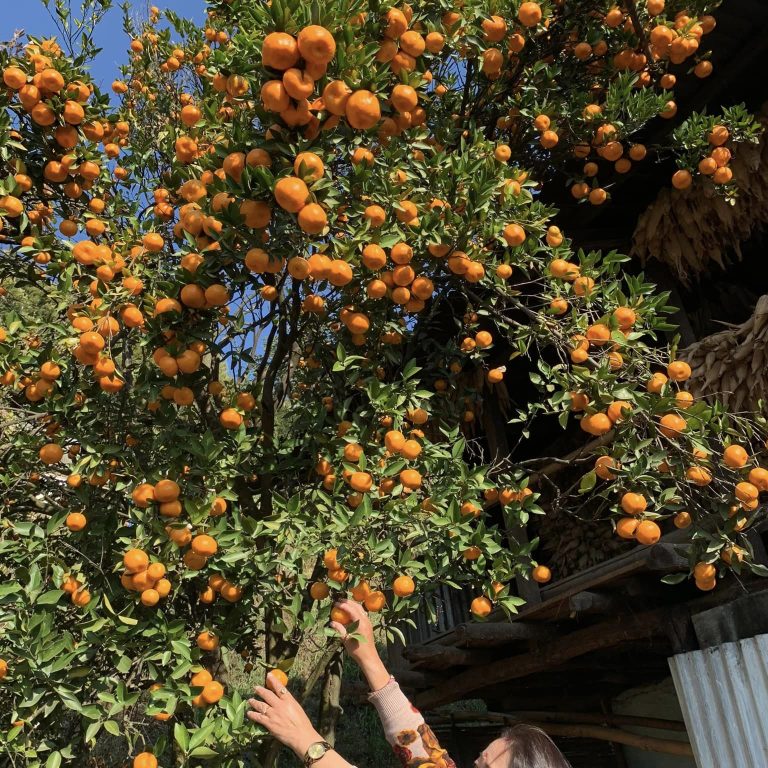 ताप्लेजुङमा सन्तोलाको उत्पादनमा सामान्य बृद्धि