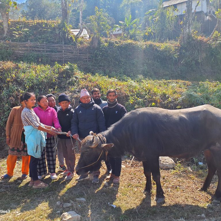 मैवाखोला गाउँपालिकाले स्थानीयलाई दियो पचास प्रतिशत र्मुरा प्रजातिको राँगा