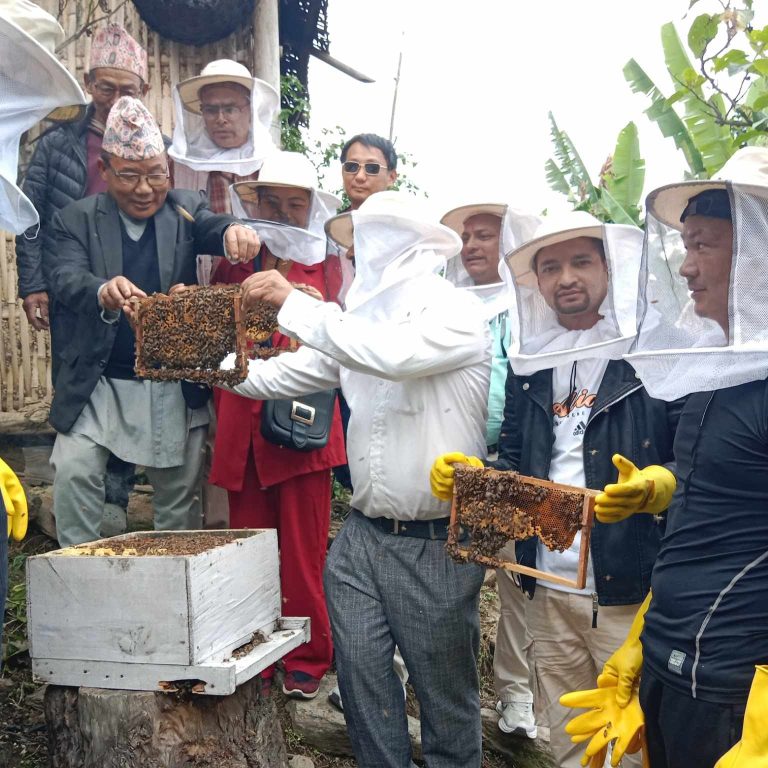 ताप्लेजुङको चाँगेमा मह उत्पादनका लागि व्यवसायिक मौरी पालन सुरु