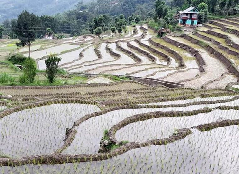 ताप्लेजुङमा ९८ प्रतिशत क्षेत्रफलमा धान रोपाइँ सकियो,रोपाइँ हुने क्षेत्र भने बर्षेनि खुम्चदै