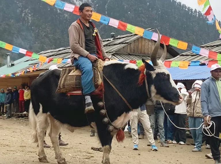सिरिजङ्गा महोत्सव: चौंरी प्रतियोगितामा ‘मिक्टा’लाई उपाधि