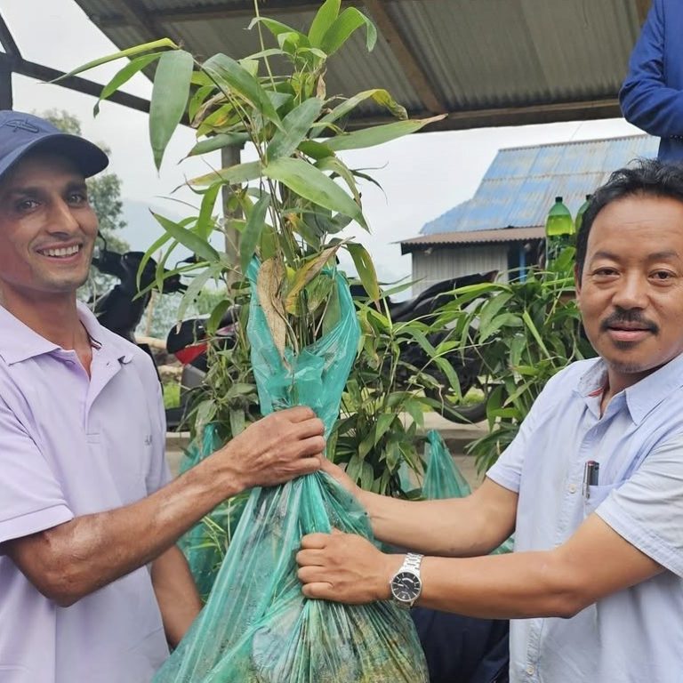 पहिरोग्रस्त क्षेत्रका बासिन्दालाई बाँसको बिरुवा वितरण
