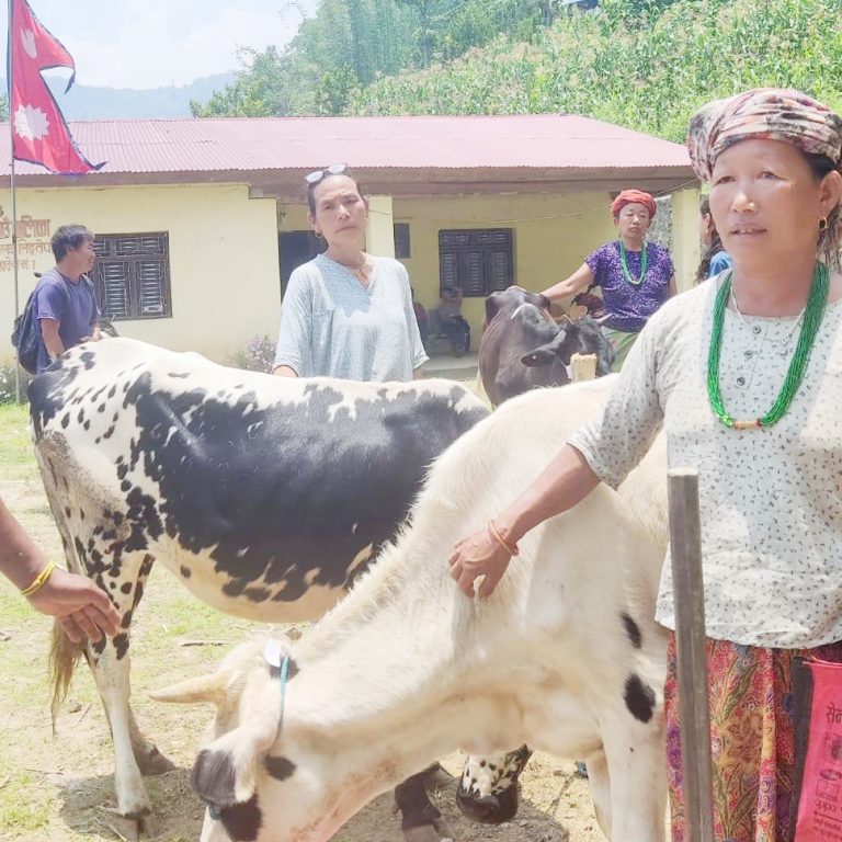 किसानलाई उन्नत जातको गाई वितरण