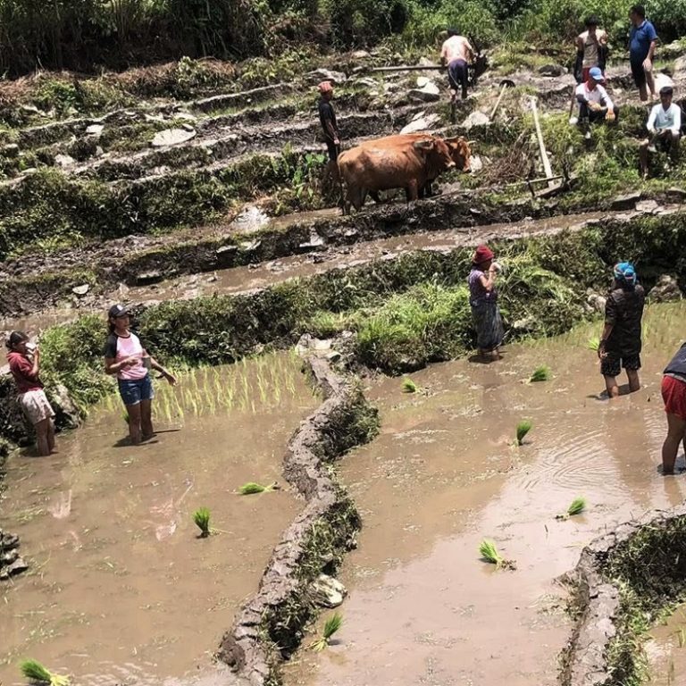 असार सकिनलाग्दा ताप्लेजुङमा साढे ३९ प्रतिशत मात्र रोपाइँ
