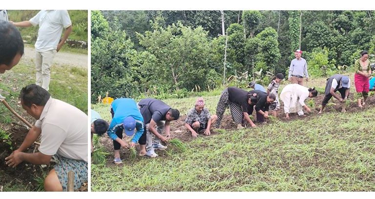 ताप्लेजुङमा श्रमदान अभियानलाई निरन्तरता दिँदै माओवादी