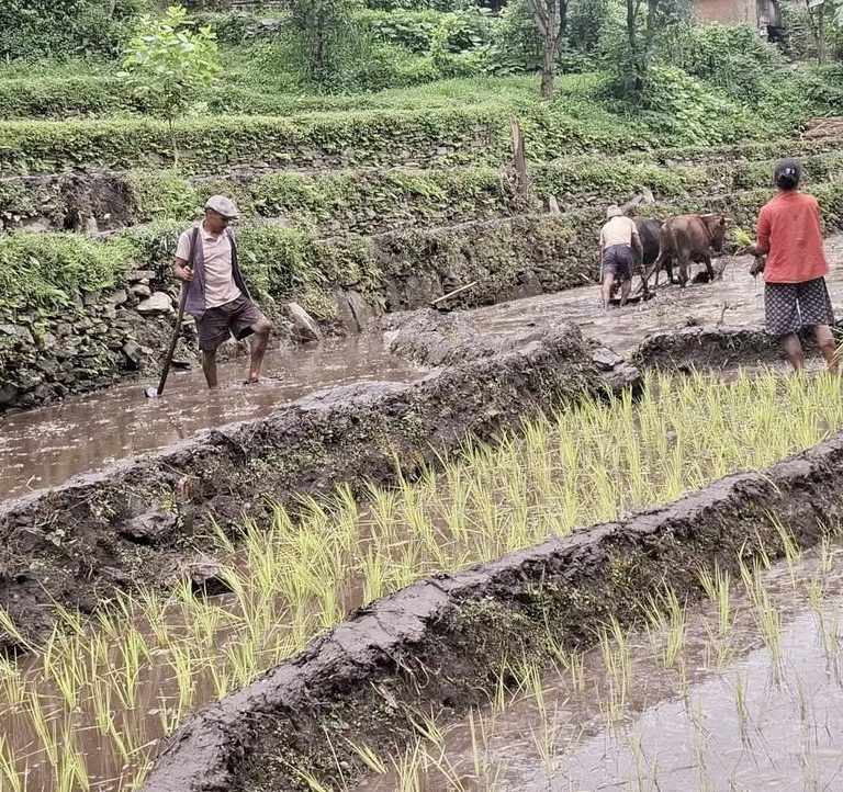 ताप्लेजुङमा रोपाइँ हुन बाँकी अझै २७ प्रतिशत