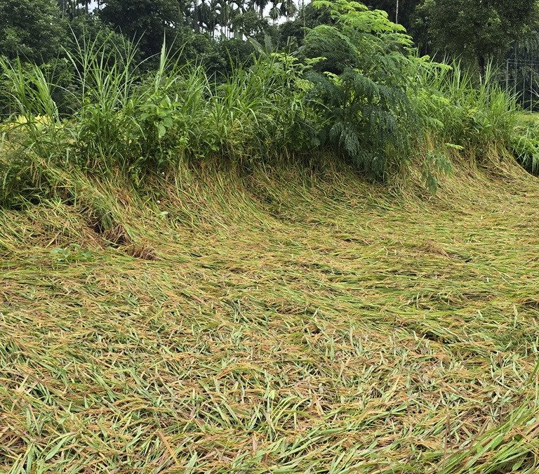 ताप्लेजुङमा मोन्था चक्रवातको असर : धान उत्पादनमा २५–३० प्रतिशतसम्म ह्रास आउने कृषि ज्ञान केन्द्रको अनुमान