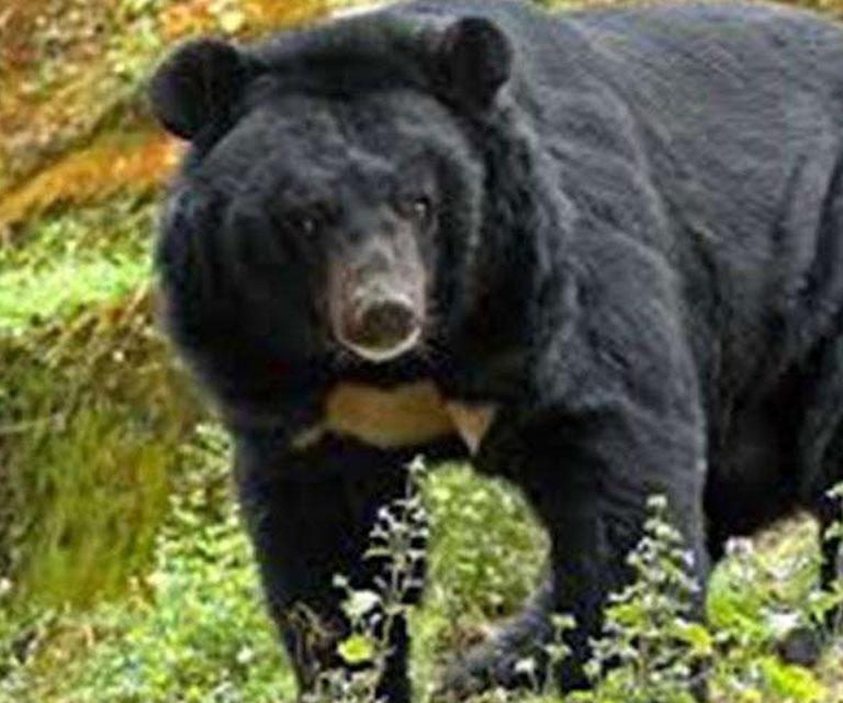 ताप्लेजुङको हाङदेवामा हिमाली कालो भालुको आतंक,पशु चौपाया माथिको आक्रमण बढ्न थालेपछि चिन्ता