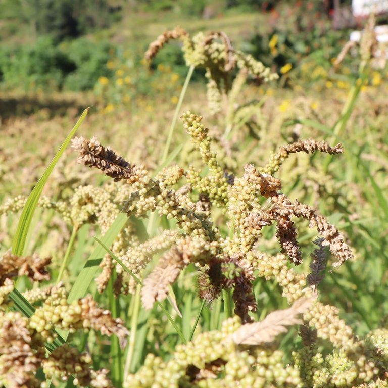ताप्लेजुङमा कोदो खेती र उत्पादन वृद्धि