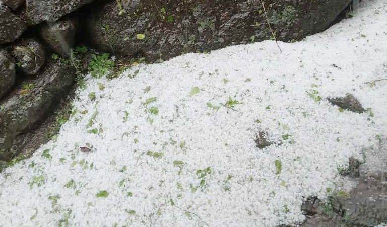 असिनापानीले कृषिजन्य बालीमा क्षति