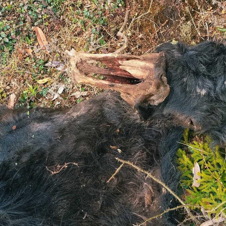 वन कुकुरले याक खाइदिन थालेपछि किसान चिन्तित