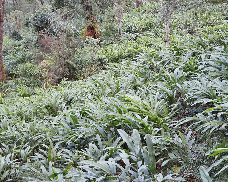 हाङपाङमा प्रदेश स्तरीय अलैंची महोत्सव हुने