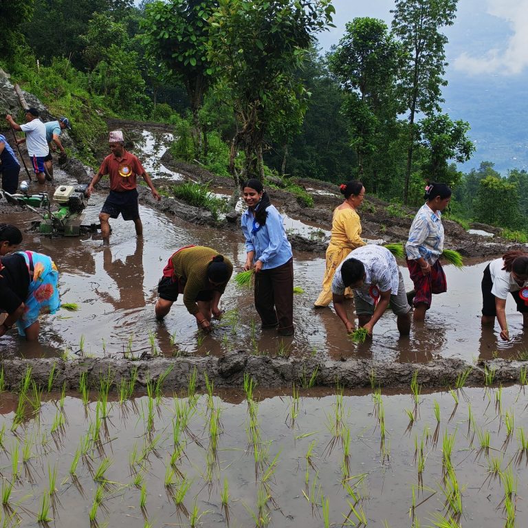 ताप्लेजुङमा २५ प्रतिशत क्षेत्रमा धान रोपाँइ