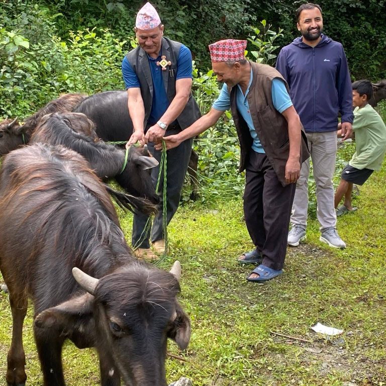 मिक्वाखोलाका तीनवटा वडामा भैंसीका पाडा बितरण